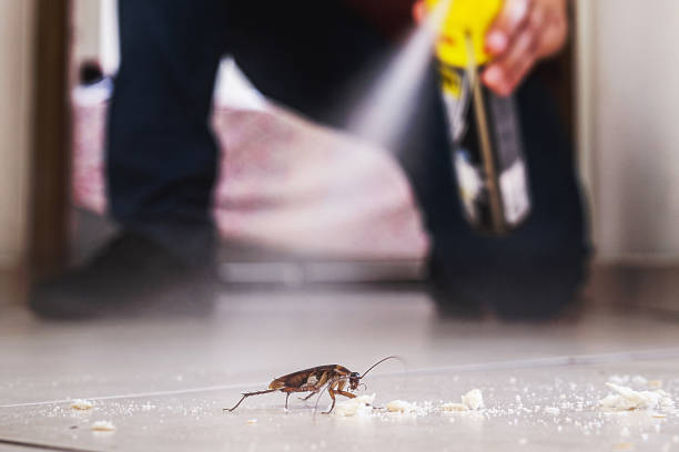 Insect Control in Noroton, CT